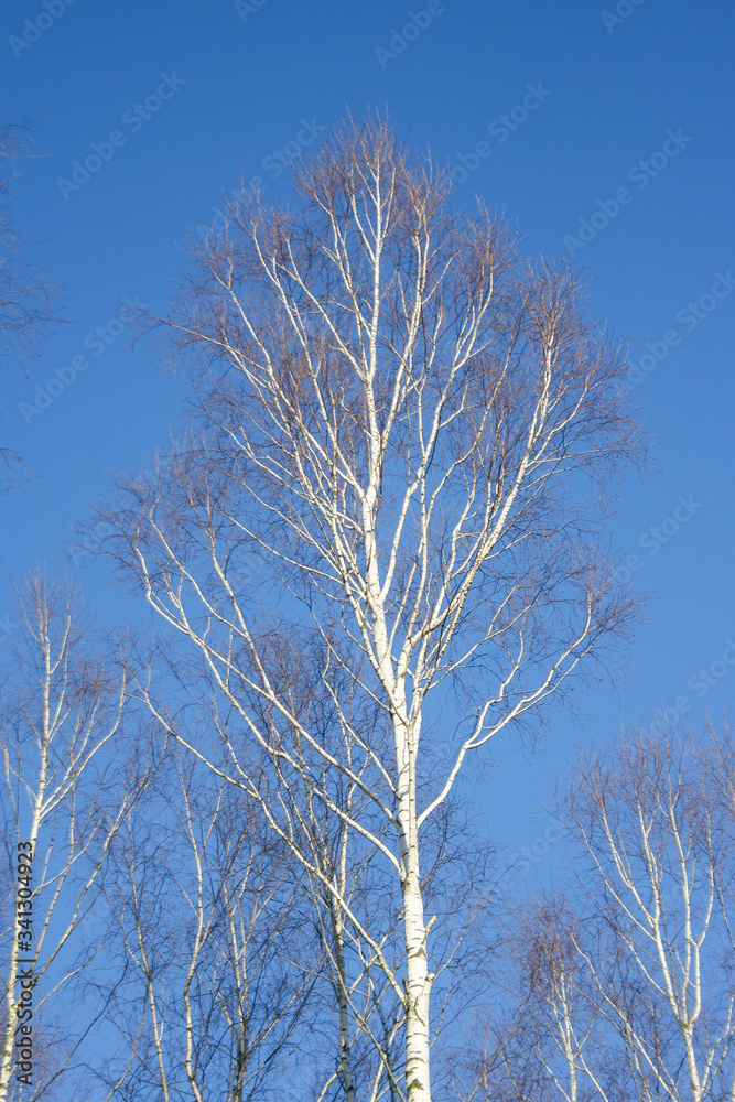 Spring background. Birch trees in the forest against the blue sky. Bottom up view Spring background. Birch trees in the forest against the blue sky. Bottom up view
