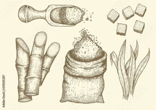 Collection of sugarcane: cane sugar and sugarcane. Vector hand drawn engraved set illustration.