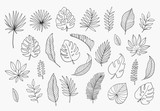 Tropical Leaves in doodle style. Vector hand drawn black line design elements. Exotic summer botanical illustrations. Monstera leaves, palm, banana leaf.