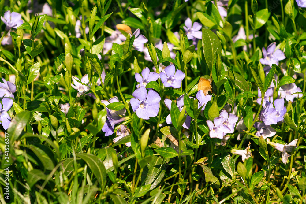 Purple blue flowers of periwinkle vinca minor in spring garden. Vinca minor lesser periwinkle ornamental flowers in bloom, common periwinkle flowering plant.