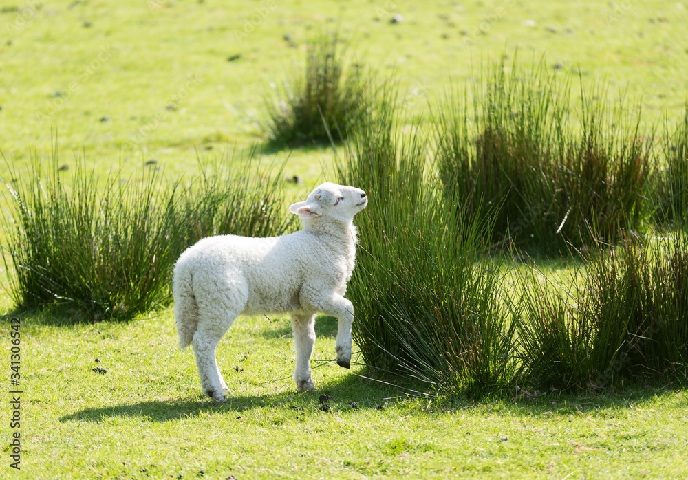 Little cute spring lamb playing in a grass meadow Little cute spring lamb playing in a grass meadow