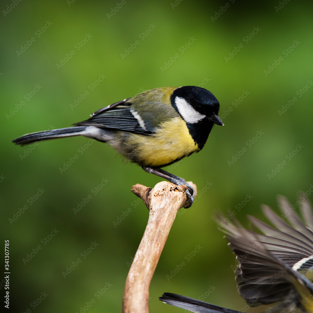 Great Tit in his environment. Her Latin name is Parus major. Great Tit in his environment. Her Latin name is Parus major.