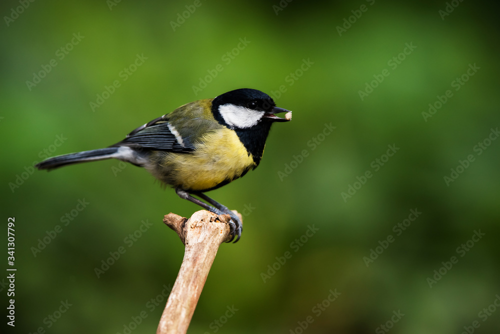 Obraz premium Great Tit in his environment. Her Latin name is Parus major.