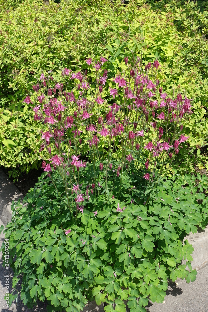Bright pink flowers of Aquilegia vulgaris in May Bright pink flowers of Aquilegia vulgaris in May