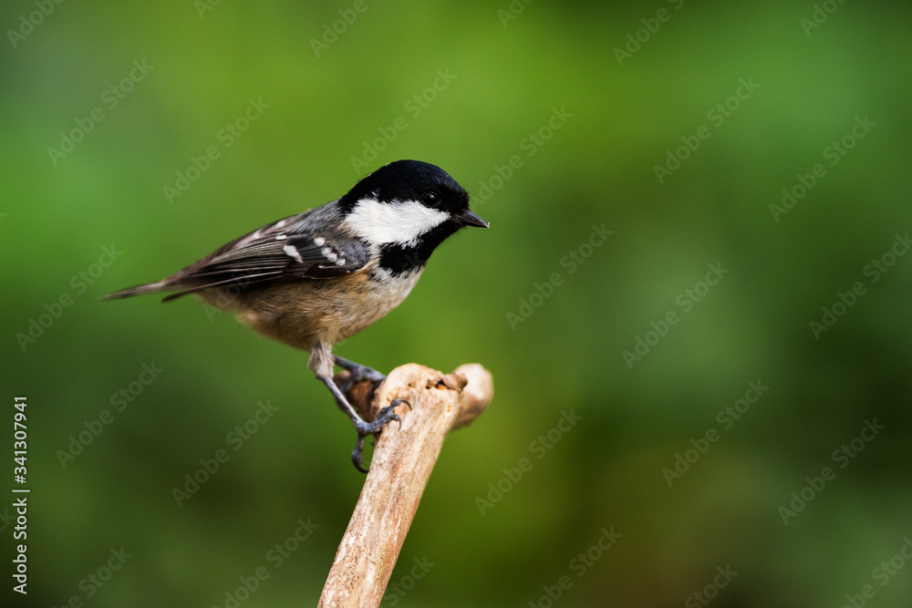 Coal Tit in her environment. Her Latin name is Periparus ater. Coal Tit in her environment. Her Latin name is Periparus ater.