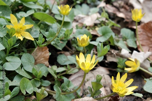 Yellow flowers of Ficaria verna  commonly known as lesser celandine or pilewort. It is spring flower.