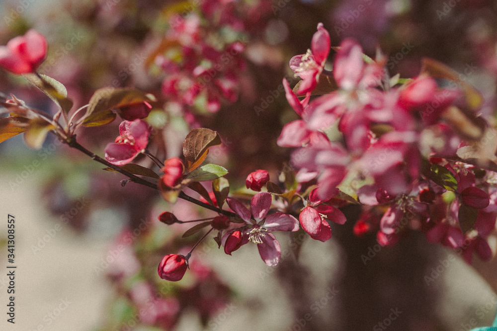 blooming branch with pink flowers. beautiful spring tree pink green blooming branch with pink flowers. beautiful spring tree pink green
