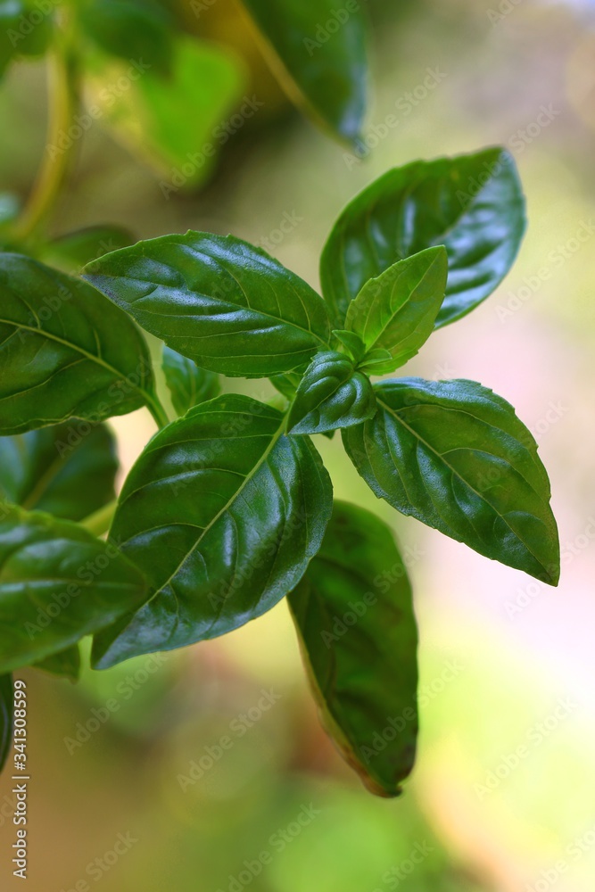 Basilic Basilic