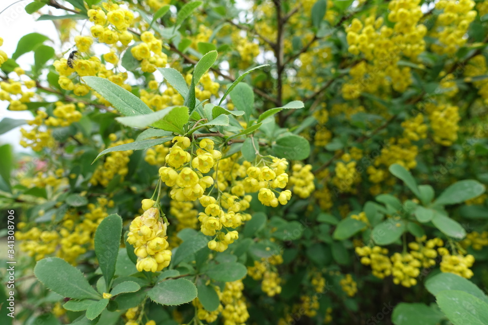 Close shot of yellow flowers of Berberis vulgaris in May Close shot of yellow flowers of Berberis vulgaris in May