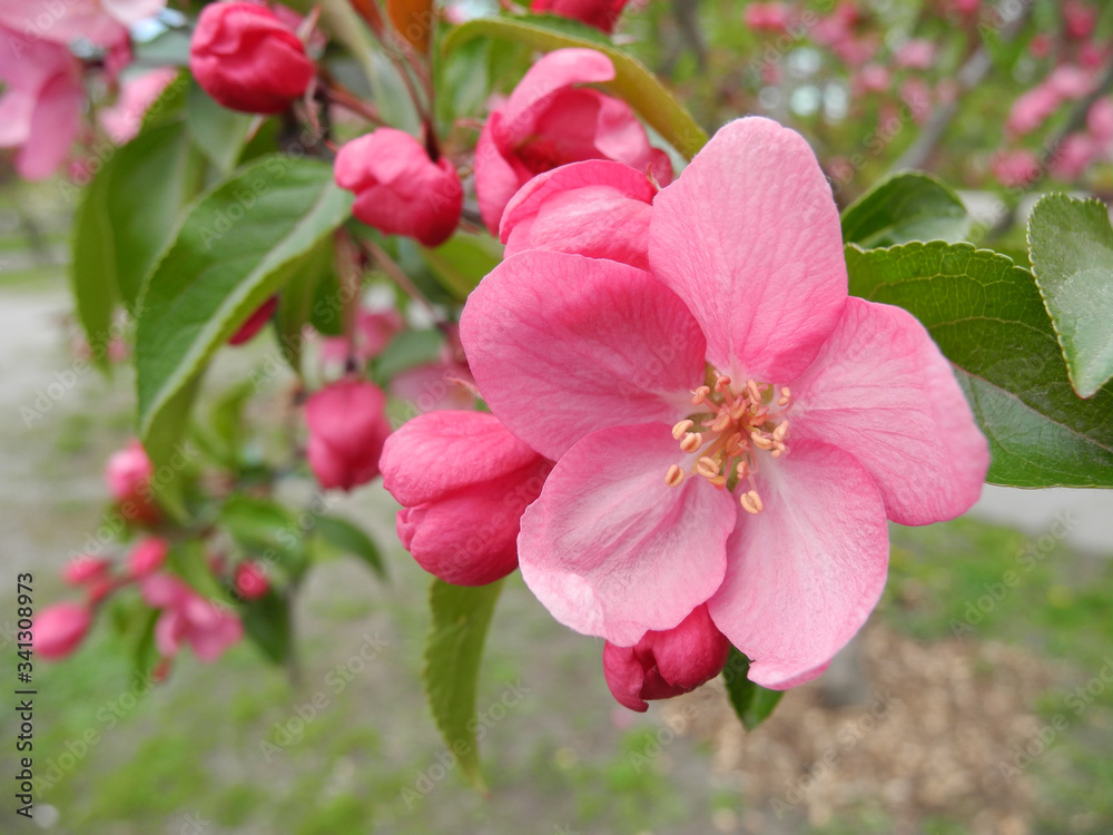 Fototapeta premium Purple blossom of ornamental apple tree Malus Prairie Fire. Spring flower wallpaper. 