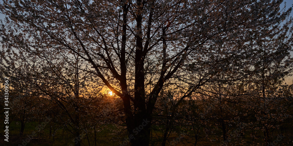 Zachodzące słońce przesłonięte kwitnącym drzewem