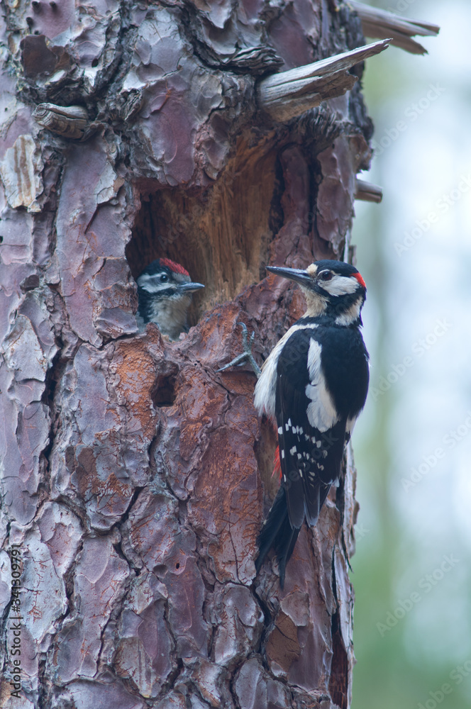 Great spotted woodpeckers Dendrocopos major thanneri. Male and chick in the nest. Integral Natural Reserve of Inagua. Tejeda. Gran Canaria. Canary Islands. Spain. Great spotted woodpeckers Dendrocopos major thanneri. Male and chick in the nest. Integral Natural Reserve of Inagua. Tejeda. Gran Canaria. Canary Islands. Spain.