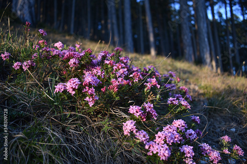 Foto Rosmarin-Seidelbast, Steinröschen, Daphne cneorum