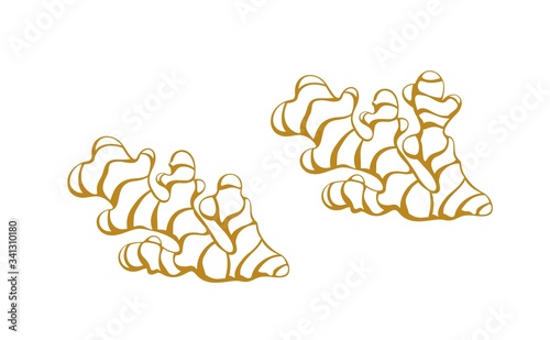 Ginger outline. Isolated ginger on white background