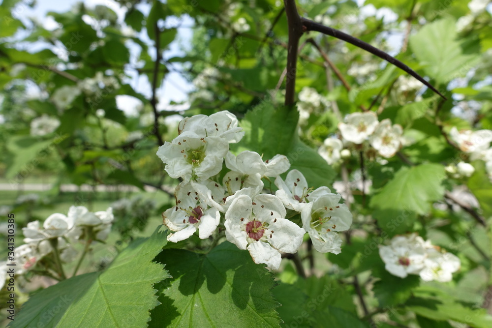 Florescence of Crataegus submollis in early May Florescence of Crataegus submollis in early May