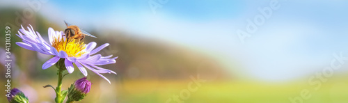 Eine Wildbiene trinkt im Sommer von einer Blüte auf einer Blumenwiese