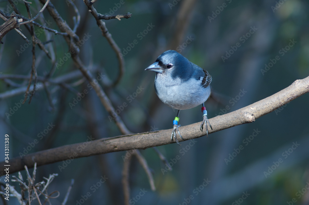 Gran Canaria blue chaffinch Fringilla polatzeki. Male. Integral Natural Reserve of Inagua. Tejeda. Gran Canaria. Canary Islands. Spain. Gran Canaria blue chaffinch Fringilla polatzeki. Male. Integral Natural Reserve of Inagua. Tejeda. Gran Canaria. Canary Islands. Spain.