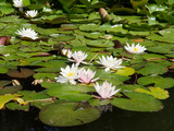 White water lily on the pond. Pink-white water lilies in sunny weather.
