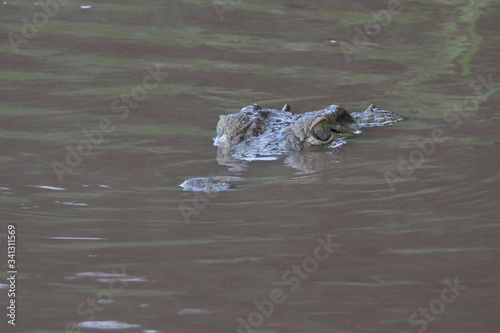 Nile crocodile swimming on a river.