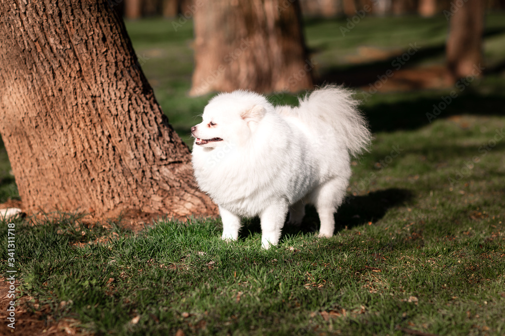 White small pomeranian spitz sitting on the lawn outdoor White small pomeranian spitz sitting on the lawn outdoor