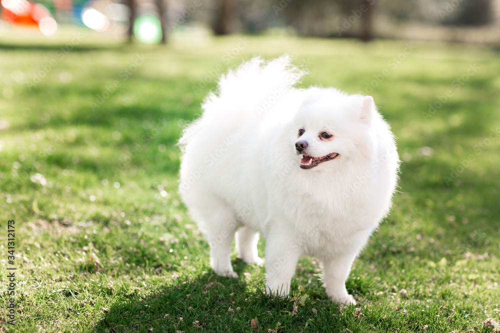 White small pomeranian spitz sitting on the lawn outdoor