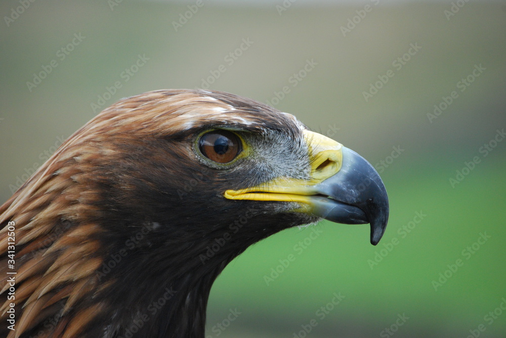 Obraz premium Golden Eagle