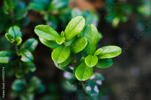 Green leaves in the forest. Natural verdant landscape. Ecology  fresh concept.