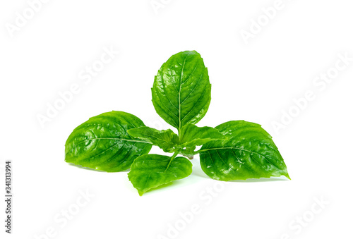 leaf fresh basil isolated on white background ,Green leaves pattern
