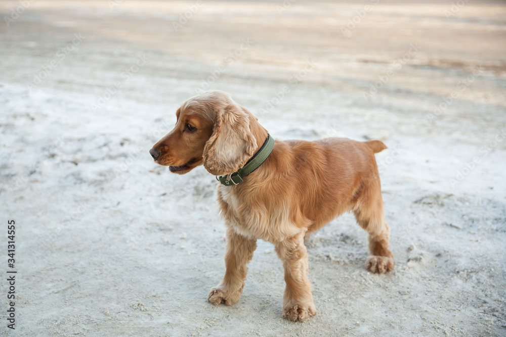 Defocused photo of young red haired spaniel