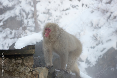 Japanese snow monkey  © paulfarnham