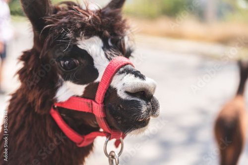 baby alpaca with halter