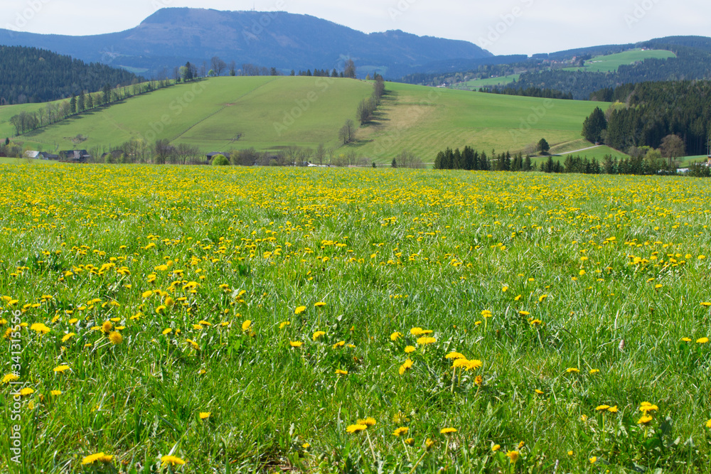 Idyllic mountain landscape in the Alps with blooming meadows in springtime. I love Ausria.