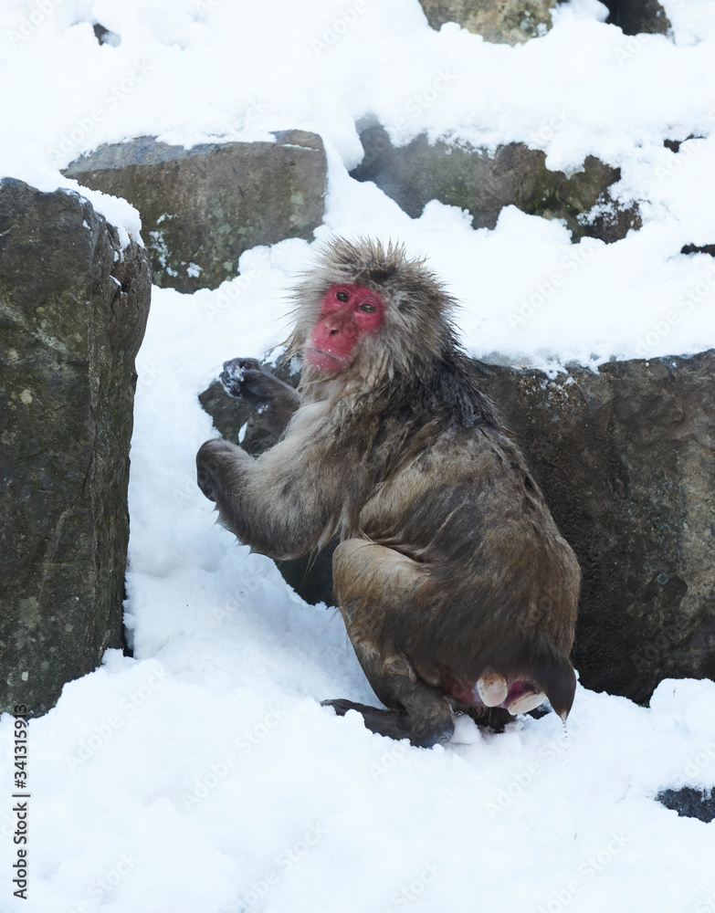 Obraz premium Japanese snow monkey 