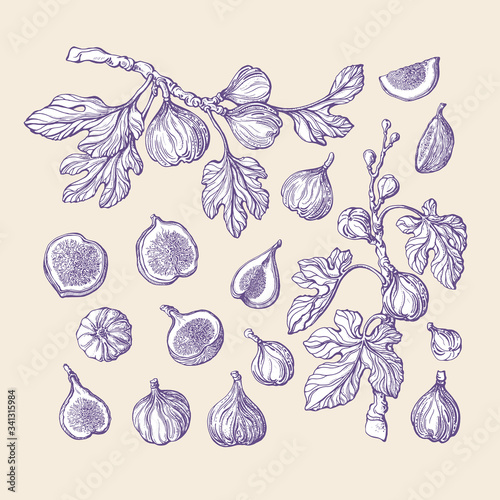 Figs set. Vector vintage sketch Hand drawn isolate