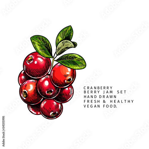 Hand drawn cranberry branch, leaf and berry. Engraved colored vector illustration. Cowberry, blueberry plant. Summer harvest, jam or mamalade vegan ingredient. Menu, package, cosmetic and food design.