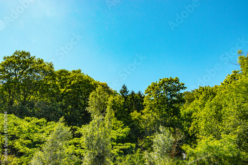 Tableau sur toile lush green treetops in the sun with blue sky