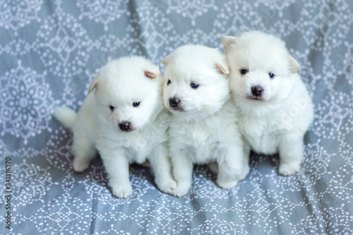 Cute adorable fluffy white spitz dog puppies