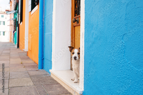 A dog peeks out of a door against a blue wall. Pet alone in the city. Jack Russell Terrier outdide photo