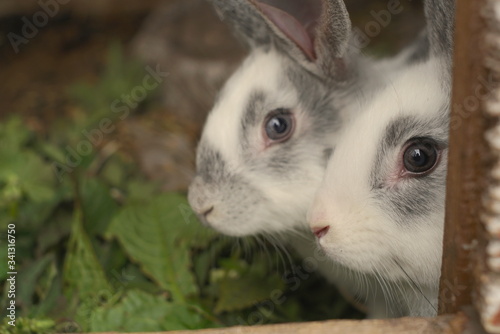 small rabbits in the cage