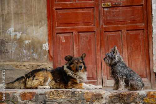 group of two dogs on the street in South America