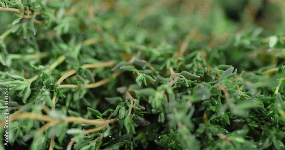 On twigs of fresh thyme falling water drops. Rotates slowly. On twigs of fresh thyme falling water drops. Rotates slowly.