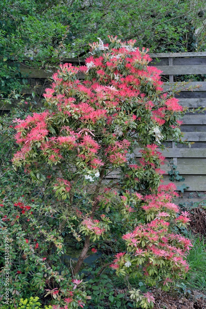 Beautiful flowers in a garden in Brittany. France