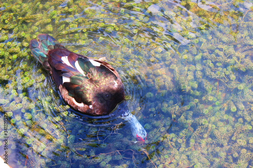 Diving duck Cairina moschata (Muscovy duck)