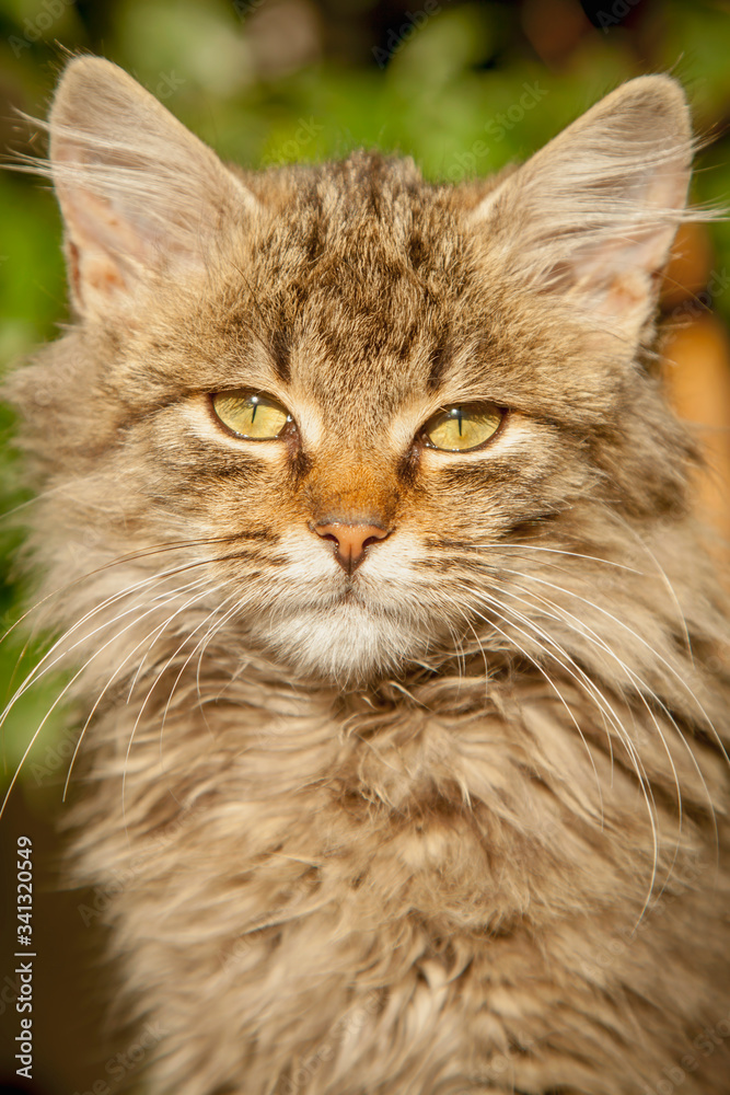 Portrait of beautiful little cat lying indoors at home. Vertical image.