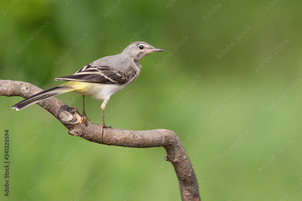 The beautiful Grey wagtail (Motacilla cinerea) The beautiful Grey wagtail (Motacilla cinerea)
