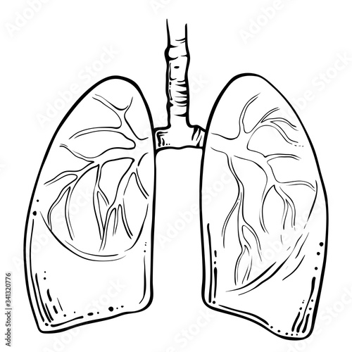 Human lungs, hand drawn vector