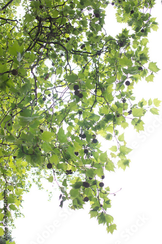 London plane tree spring foliage with seeds hanging from branches against white background