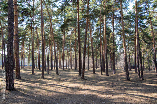 Early spring rare forest  pine trunks  shadows on the ground from trees  no grass yet