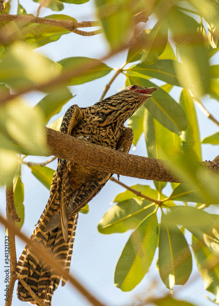 Fototapeta premium Female Asian koel is a cuckoo and a brood parasite living in South Asia, China and South East Asia