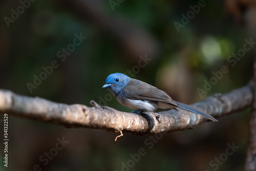 Bird catching black insects Perched on a branch in a deep forest © K.Decha